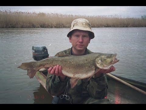 Видео: Ловля Жереха. Ловля Жереха в Мутной Воде.