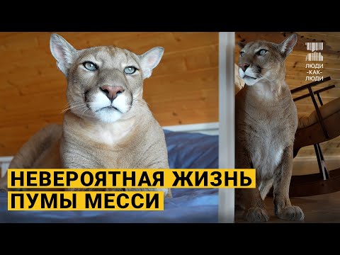 Видео: Они приручили дикую пуму. История Месси.