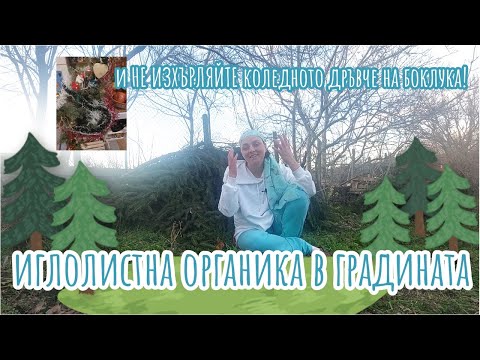 Видео: Клони, иглички от иглостни в градината, как да ги използваме. НЕ изхърляйте коледната елха в боклука