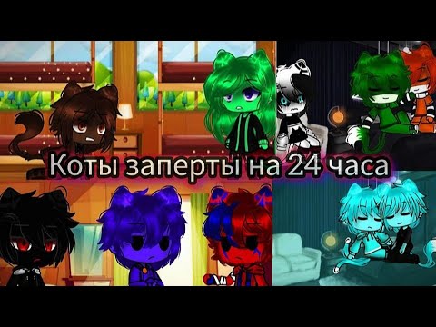 Видео: Коты заперты в комнате на 24 часа(часть 1) #врек #разноцветныекоты #gacha #бискас @BISKASYT