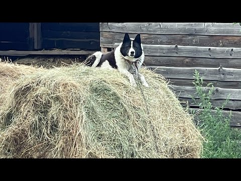 Видео: Родословная собак. Что смотреть. Как помочь охотникам разобраться в родословных.