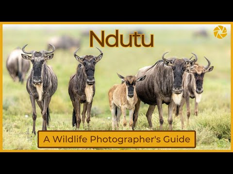 Видео: Ндуту Серенгети: должен ли сезон отела быть в вашем списке желаний?