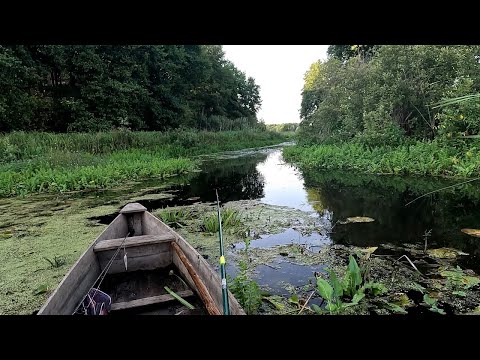 Видео: Риболовля окуня і щуки  у серці дикої природи