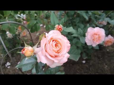 Видео: Цветение части розового полукруга в начале июля