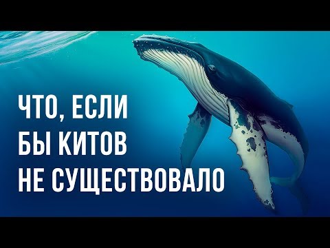 Видео: Что, если бы на Земле не было китов