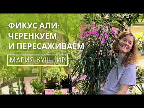 Видео: Черенкуем и пересаживаем фикус Али