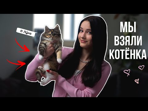 Видео: мы купили котёнка | как решились и что из этого получилось | мейнкун