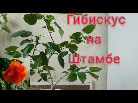 Видео: Гибискус на штамбе.Уход за гибискусом.