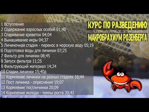 Видео: Курс по разведению пресноводной креветки Макробрахиум Розенберга