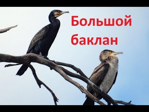 Видео: БАКЛАН БОЛЬШОЙ / ИСТОРИЯ/ОХОТА