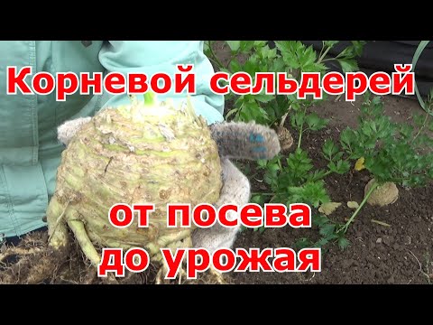 Видео: Корневой сельдерей от посева до урожая от А до Я. Все секреты выращивания крупных головок сельдерея.