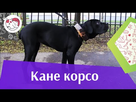 Видео: Кане корсо на ilikepet