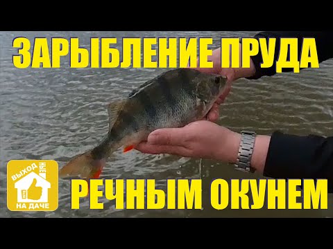Видео: 🐟 Зарыбление пруда речным ОКУНЕМ 🐟
