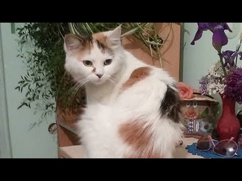 Видео: Нашей Саше 10 лет / юбилей 🐱♥️ Выкопала лук кущевку 🧅