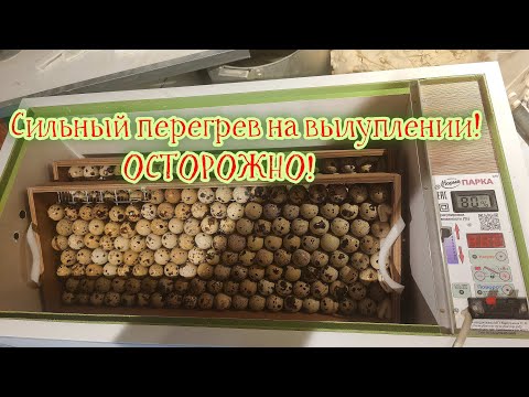 Видео: ЗРЯ КУПИЛ! Инкубатор Норма Парка 120. Перегрев птенцов на вылуплении !