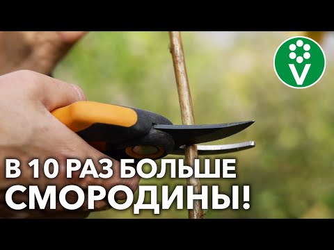 Видео: ВСЕ ЧЕРЕНКИ СМОРОДИНЫ БЫСТРО И ЛЕГКО УКОРЕНЯТСЯ, если нарезать и высаживать их ТАК!