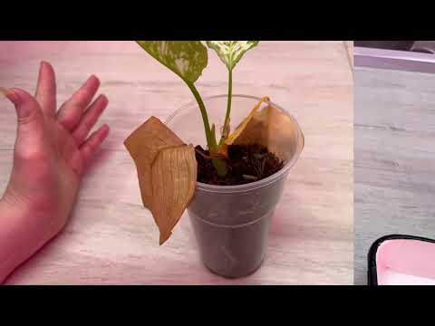 Видео: Почему увядают листья у Аглаонем, что с корнями ?