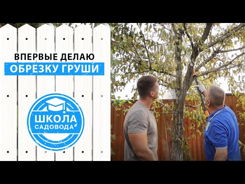 Видео: Детальная обрезка груши осенью для начинающих | Правильная обрезка плодовых