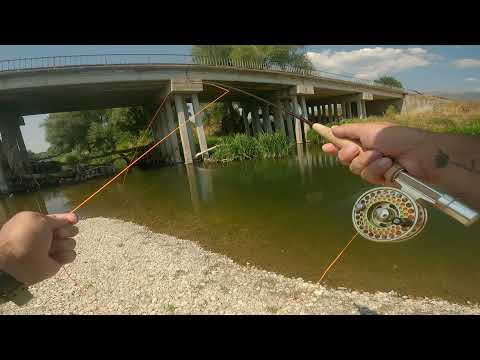Видео: Мухарски риболов за кефали по време на жега / Fly fishing for chub during the heat