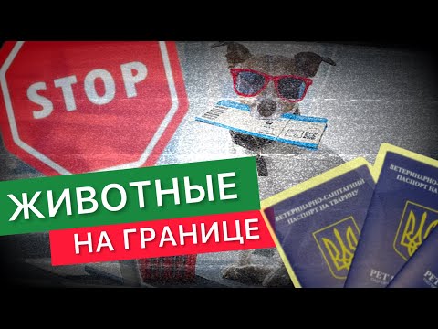 Видео: Как выехать за границу с животным?