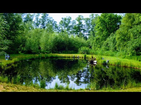 Видео: Построить естественный пруд без пленки | Оживление водоёма | Низкая стоимость, обслуживание