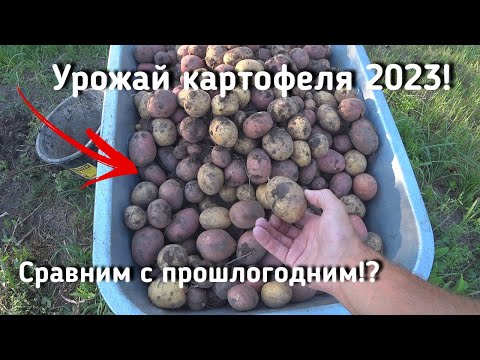 Видео: Урожай картофеля 2023 очень радует! Побит ли прошлогодний результат? Что думаете?