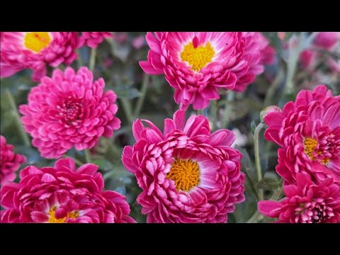 Видео: Первый(второй) день на Новой работе, мне Нравится, Привыкаю, Учусь, Впечатления Отличные, Интересно 