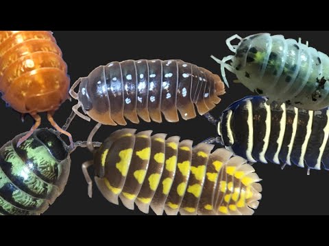 Видео: Обзор макрообъективов для изопод: Часть 1: Армадиллидий