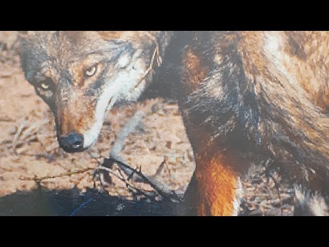 Видео: Наборы Grab And Die (смотреть до конца) приманки бренда Billingsley