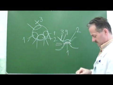 Видео: Топография пупочного кольца