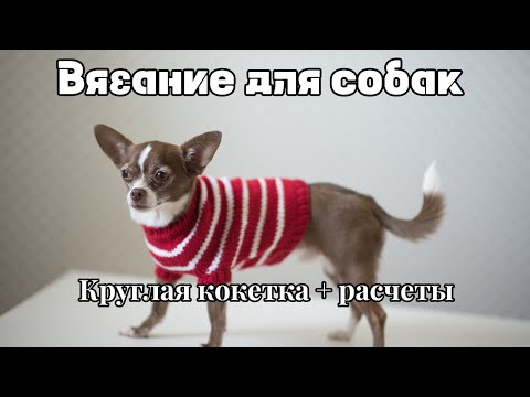 Видео: Вязание для собак: как связать свитерок с круглой кокеткой + расчеты доя кокетки