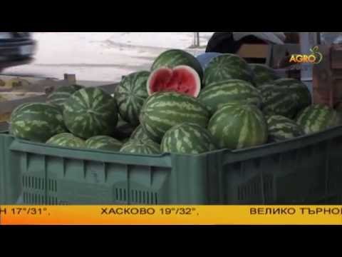 Видео: Производители на дини от Петричко с добра реколта