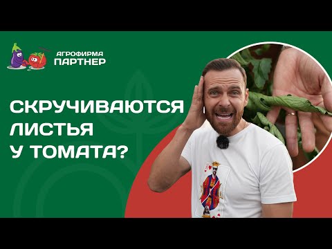 Видео: Почему скручиваются листья томата? Опасно это или нет и как помочь растениям.