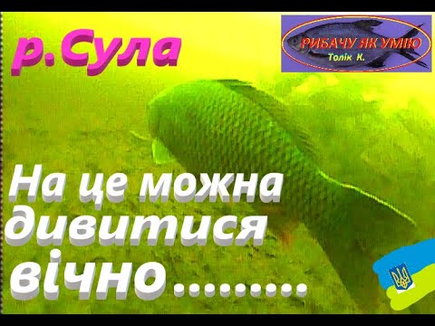 Видео: #Сула # На це можна дивитися вічно #РибачуЯкУмію