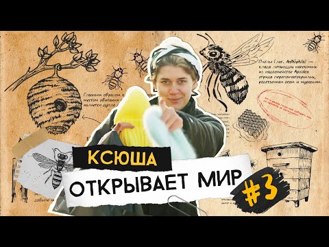 Видео: Как подделывают мед, зачем окуривают пчел и причем здесь Канада?