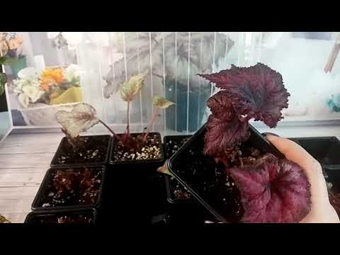 Видео: Реанимация бегоний