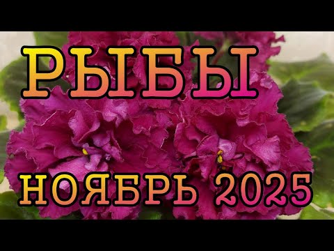 Видео: РЫБЫ таро прогноз на НОЯБРЬ 2025 года