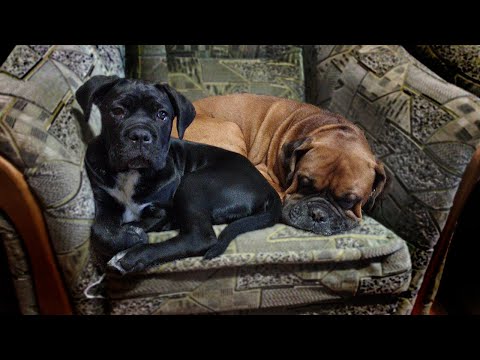 Видео: очень умный щенок КАНЕ КОРСО в 2 месяца