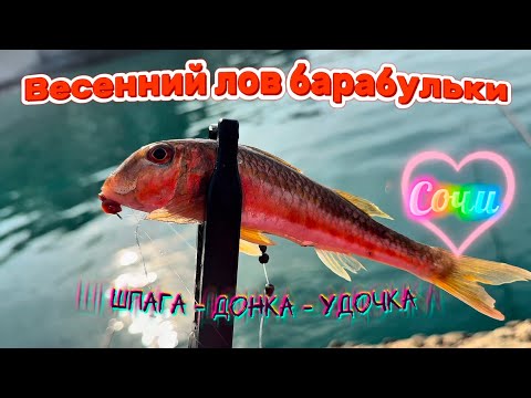 Видео: Барабуля в Сочи, весенний лов! #reels #shorts #tiktok #fishing #рыбалка #sochi #рыба #сочи  #fish