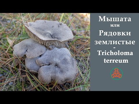 Видео: Мышата или Рядовки землистые - Tricholoma terreum. Сравнение с Рядовкой штриховатой.