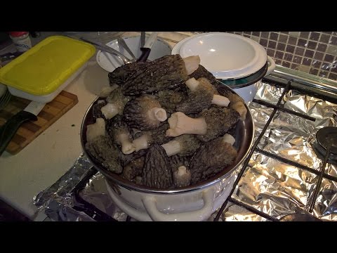 Видео: Виды сморчков.  Как и где растет сморчок конический.