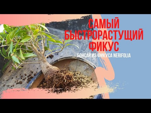 Видео: Фикус бонсай рекордсмен по скорости роста!  Самый быстрорастущий фикус в Мире - Ficus nerifolia .