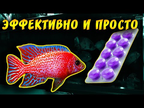 Видео: АПТЕЧНЫЕ ТАБЛЕТКИ ДЛЯ ЛЕЧЕНИЯ АКВАРИУМНЫХ РЫБОК ОТ БАКТЕРИАЛКИ!