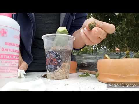 Видео: Впервые Привила Кактус🌵Пересадка малышей и другое.