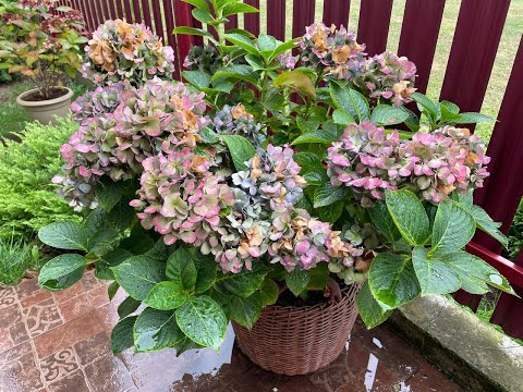 Видео: А что, так можно? Хранение крупнолистных гортензий зимой в теплице