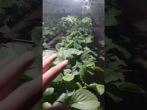 Видео: 29 октября 2025 г.