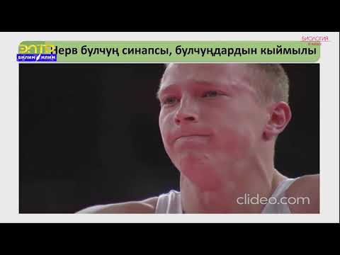 Видео: 8-класс | Биология | Булчуңдун түзүлүшү жана кызматы