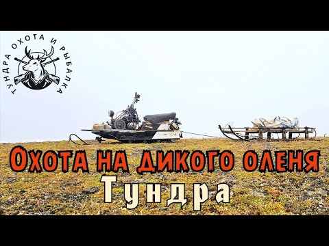 Видео: Охота на дикого оленя в Северной Якутии