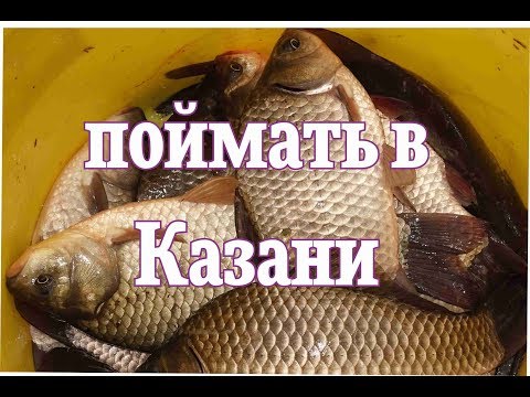 Видео: Где поймать рыбу в Казани