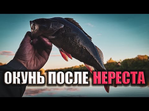 Видео: НАПОРОЛИ ОКУНЕЙ! Окунь После Нереста.